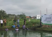 Siapkan Lahan 18 Hektar untuk Budidaya Nila, Pemkab Indramayu Revitalisasi Areal Tambak